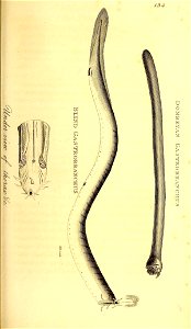 n376_w1150