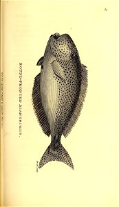 n512_w1150