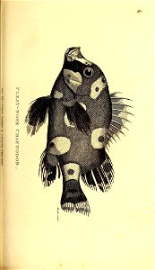 n488_w1150