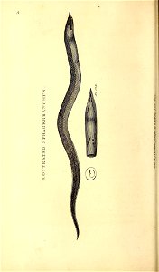 n61_w1150