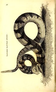 n515_w1150
