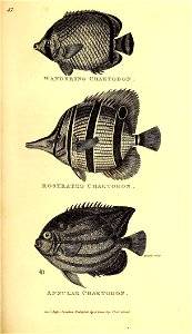 n458_w1150