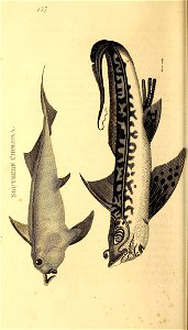 n525_w1150