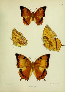 n438_w1150