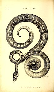 n561_w1150