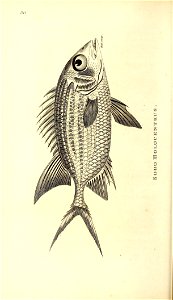 n753_w1150