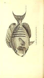 n517_w1150