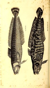 n211_w1150