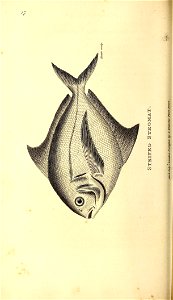 n155_w1150