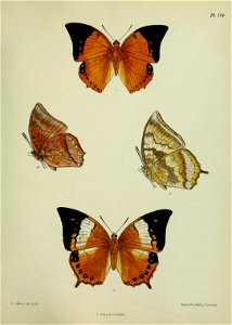 n446_w1150