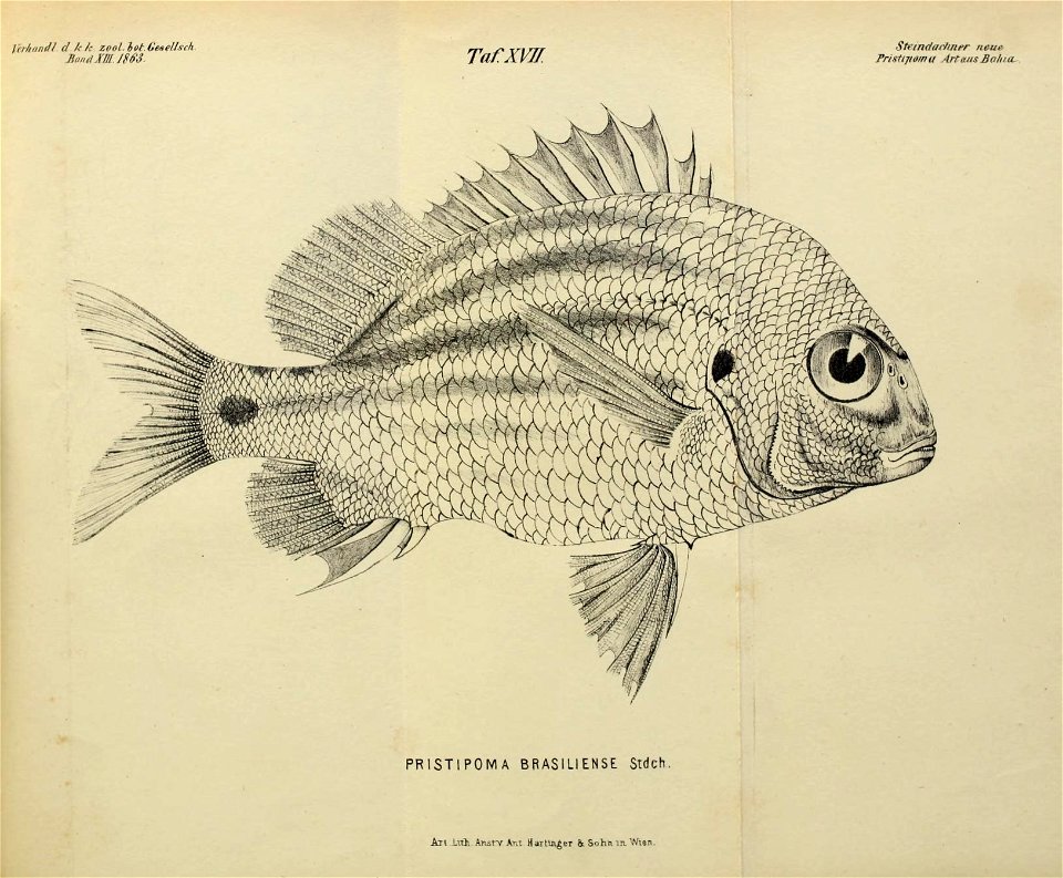 n1517_w1150