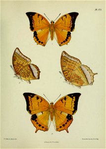 n442_w1150
