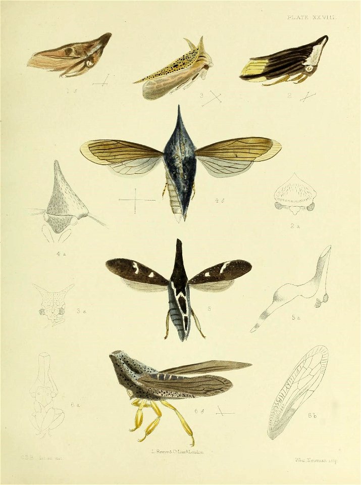 n426_w1150