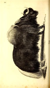 n619_w1150