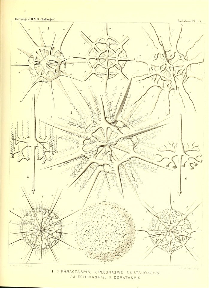 n558_w1150