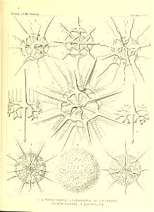 n558_w1150