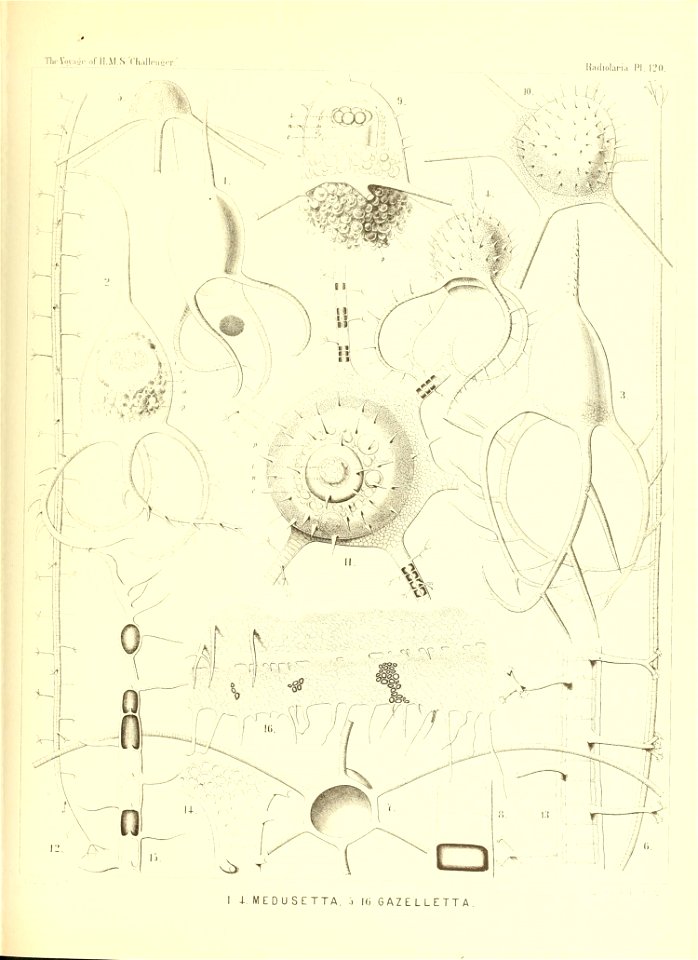 n490_w1150