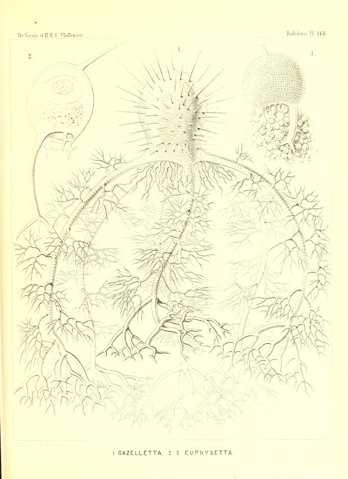 n482_w1150