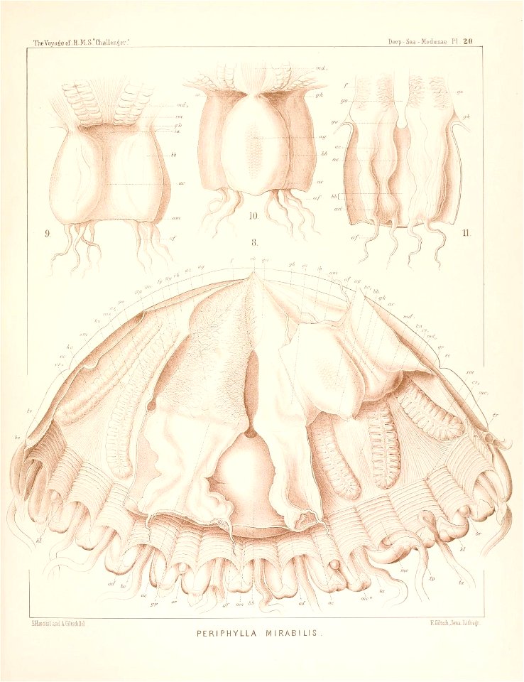 n454_w1150