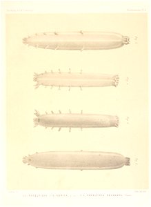 n680_w1150