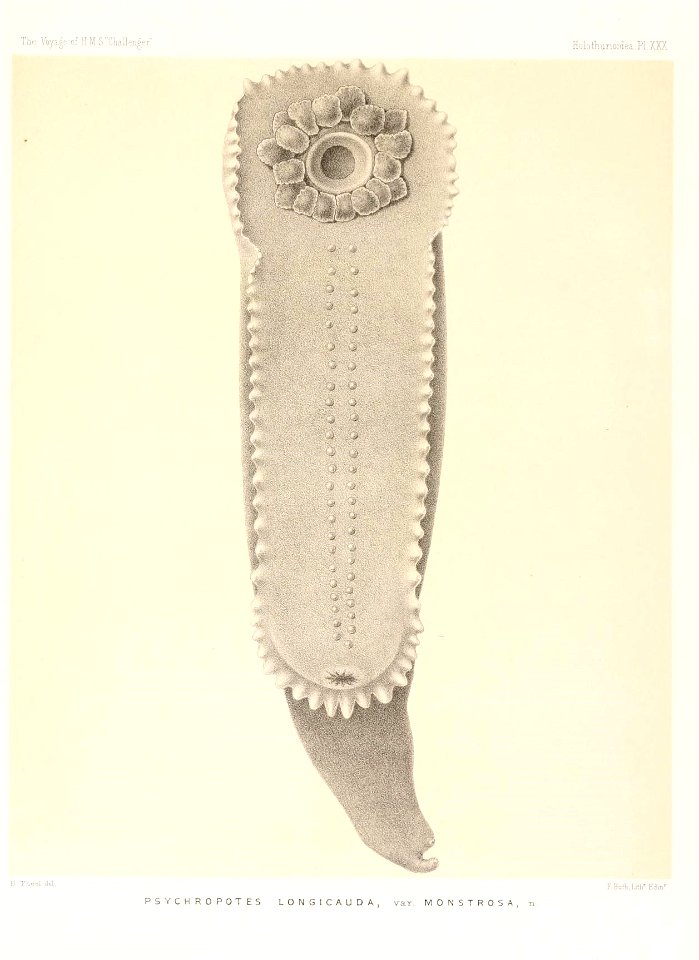 n738_w1150