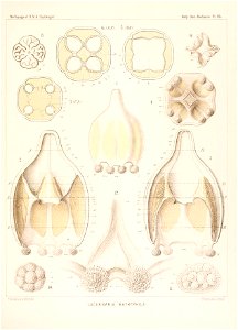 n438_w1150