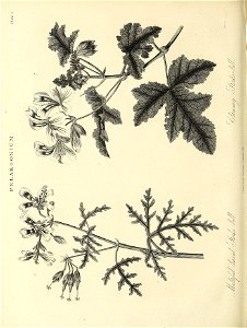 n545_w1150