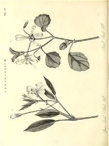 n551_w1150