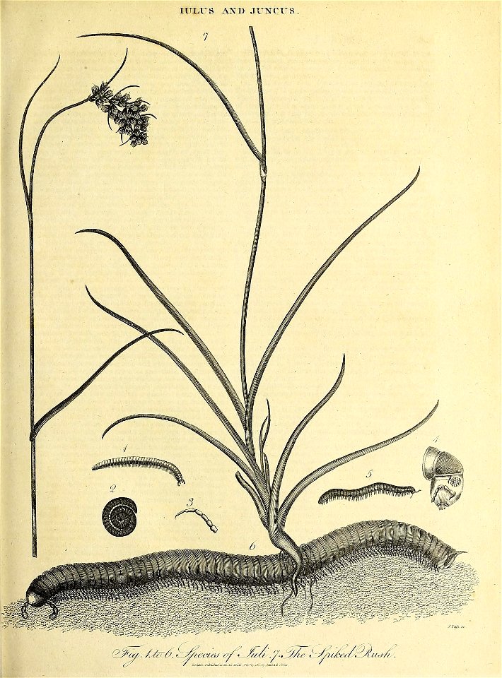 n552_w1150