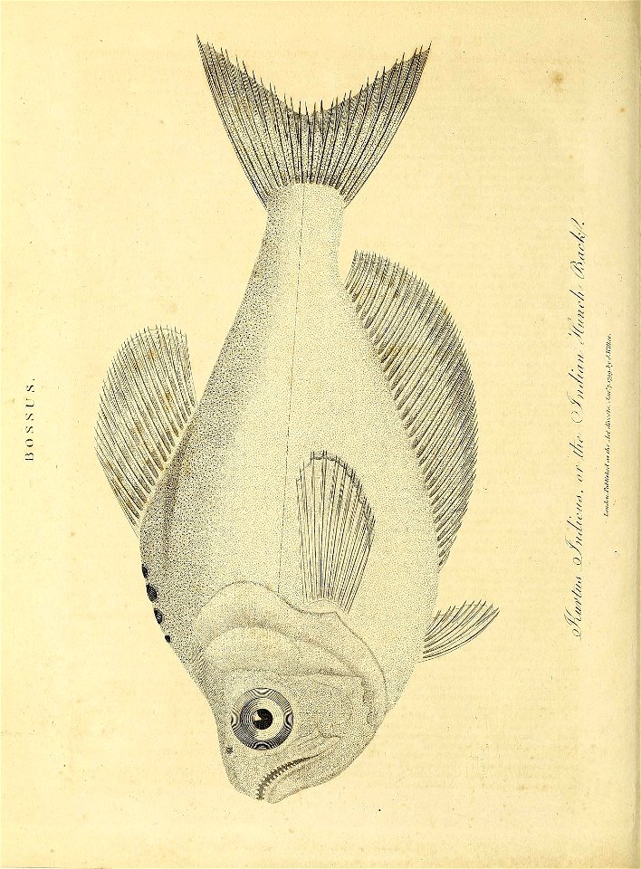 n959_w1150