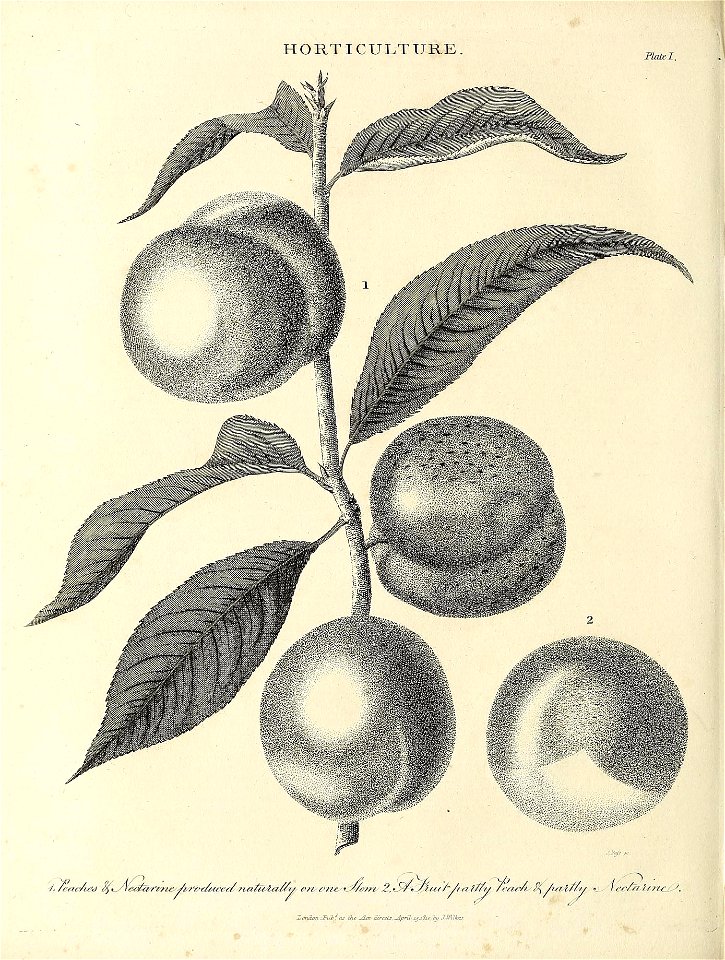 n481_w1150