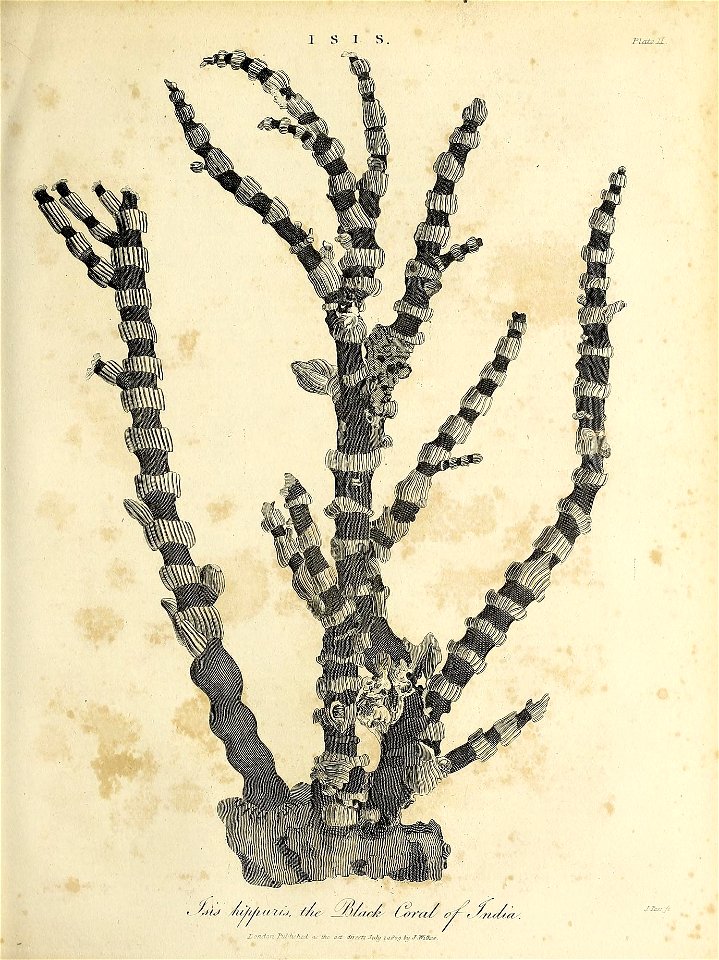 n438_w1150
