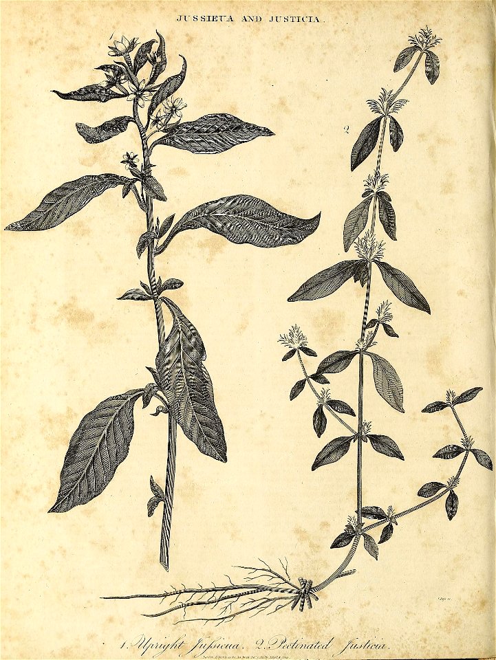 n593_w1150
