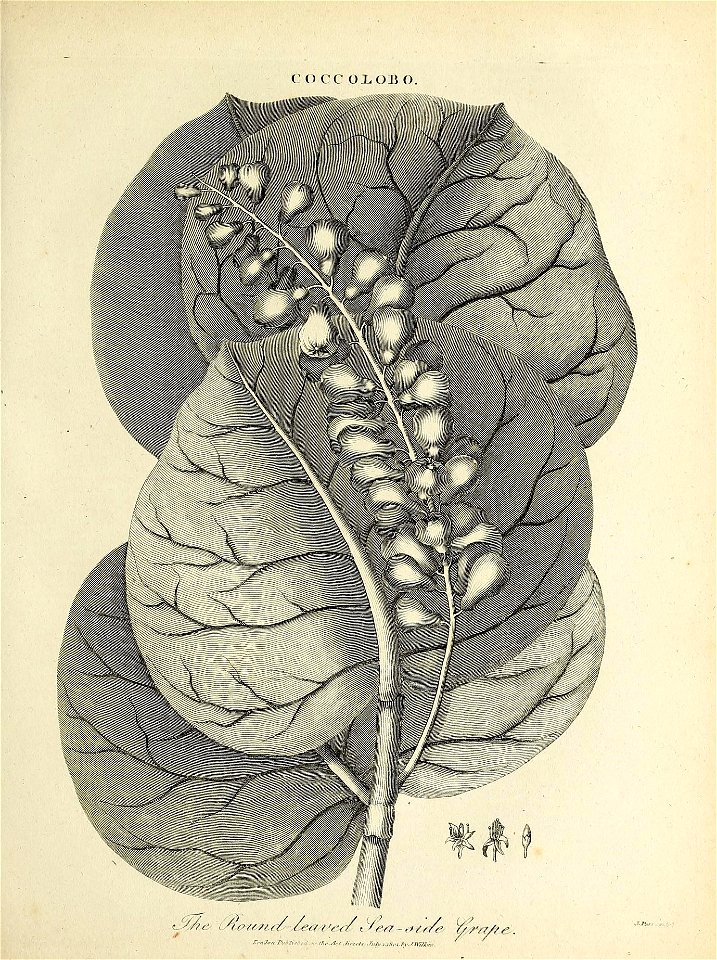 n816_w1150