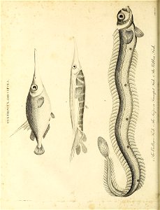 n43_w1150