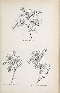 n128_w1150