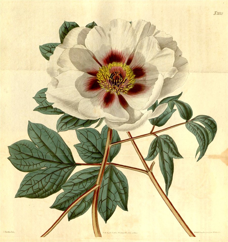 n195_w1150