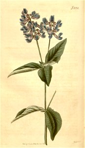 n203_w1150