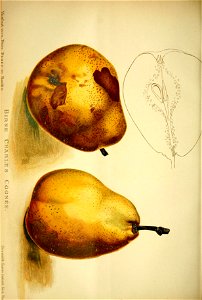 n595_w1150