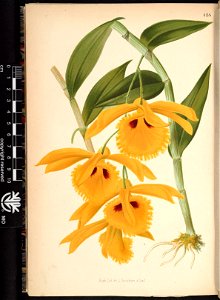 n255_w1150