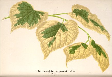 n123_w1150