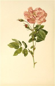 n569_w1150