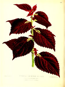 n153_w1150