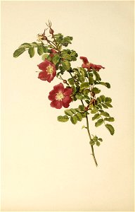 n559_w1150