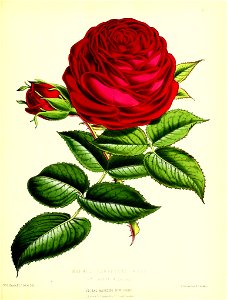 n56_w1150