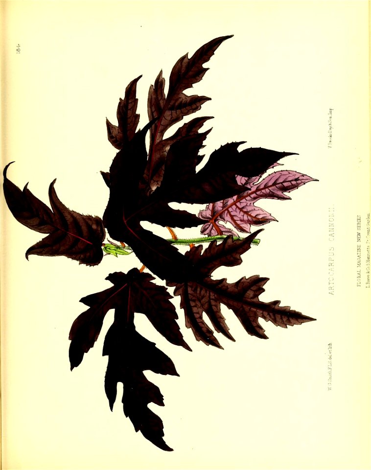 n136_w1150