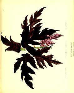 n136_w1150