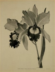 n560_w1150