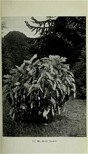 n454_w1150