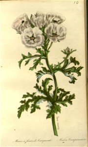 n598_w1150
